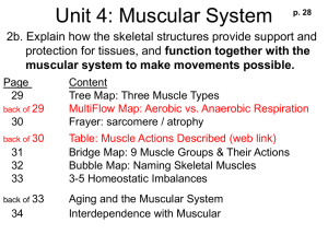 Unit 4: Muscular System