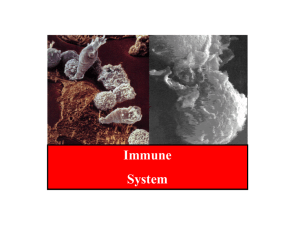 Immune System The influenza epidemic of 1918
