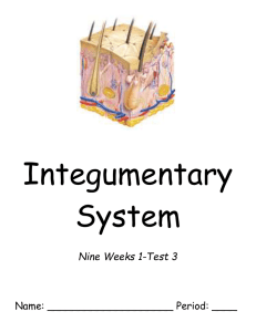 NW1 Test 4 - Integumentary