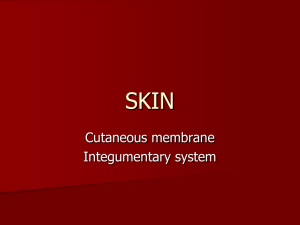 SKIN - andoverhighanatomy