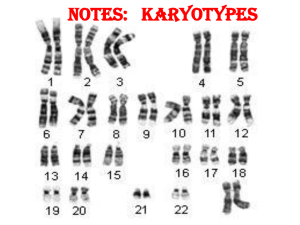 Karyotype and Chromosomal Mutations Notes