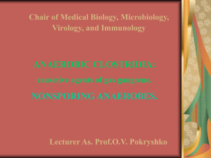 Anaerobic Clostridia