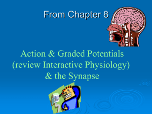 Ch 8 Neurons and Action Potentials part-2