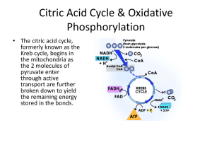 Citric Acid Cycle & Oxidative Phosphorylation