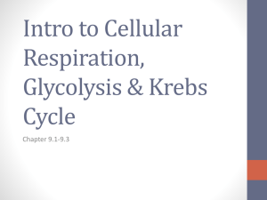 ATP & Intro to Cellular Respiration
