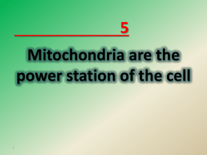 Mitochondria are the power station of the cell 5