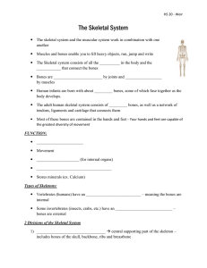 The Skeletal System Student Notes