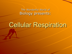 Cellular Respiration - Arrowhead High School