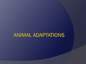 Animal Adaptations - Solon City Schools