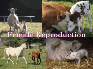 Female Reproduction