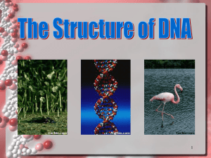 DNA replication notes