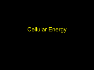 Cellular Energy Part 1 - Effingham County Schools
