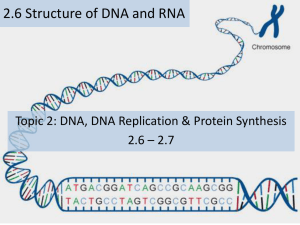 Some key points about the structure of DNA: Double helix