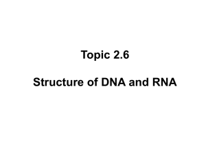 Topic 2.6 Structure of DNA and RNA