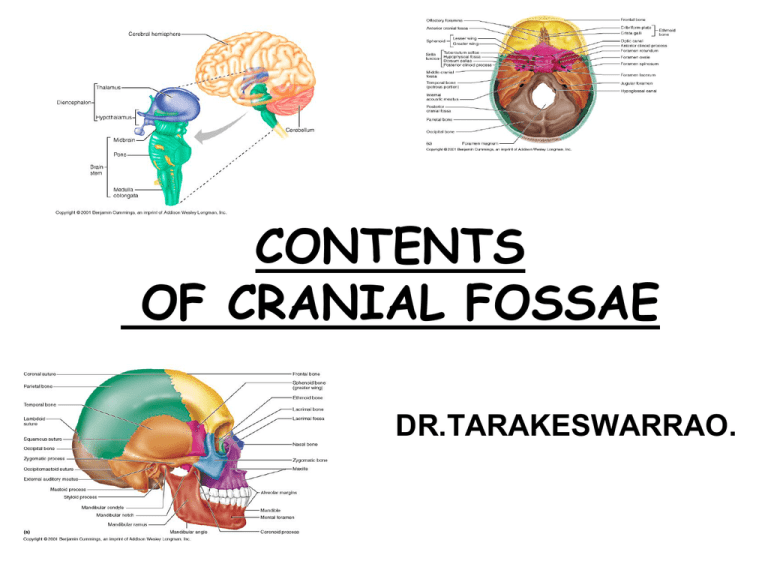 Contents Of Cranial Fossa