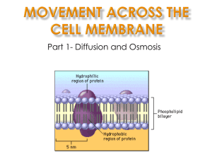 Movement Across the Cell Membrane