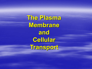 This description is of a plasma membrane