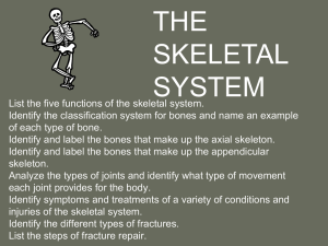 Bone & Overview of the Skeleton