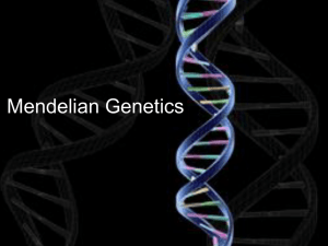 Mendelian Genetics Notes