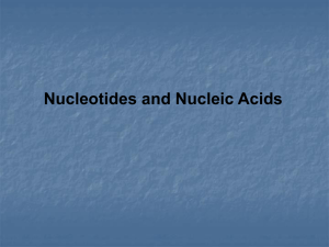 Nucleotide Structure - 1