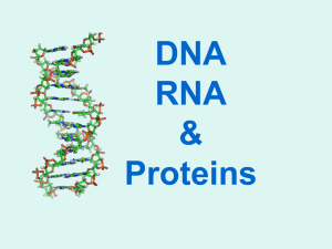 DNA to Proteins