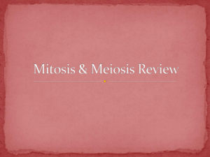 Mitosis & Meiosis Review (CPS questions)