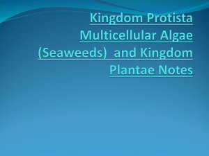 Marine Algae and Plants
