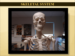 skeletal system - Cloudfront.net