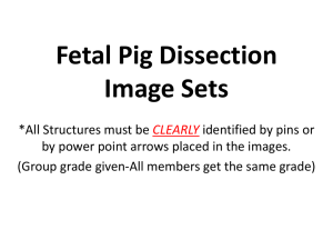Fetal Pig Dissection Image Sets