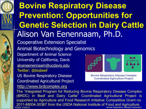 What is Bovine Respiratory Disease?