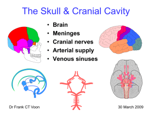 The Skull