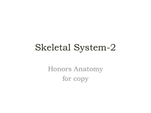 Skeletal System-2 - anderson1.k12.sc.us