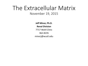 The Extracellular Matrix November 19, 2015