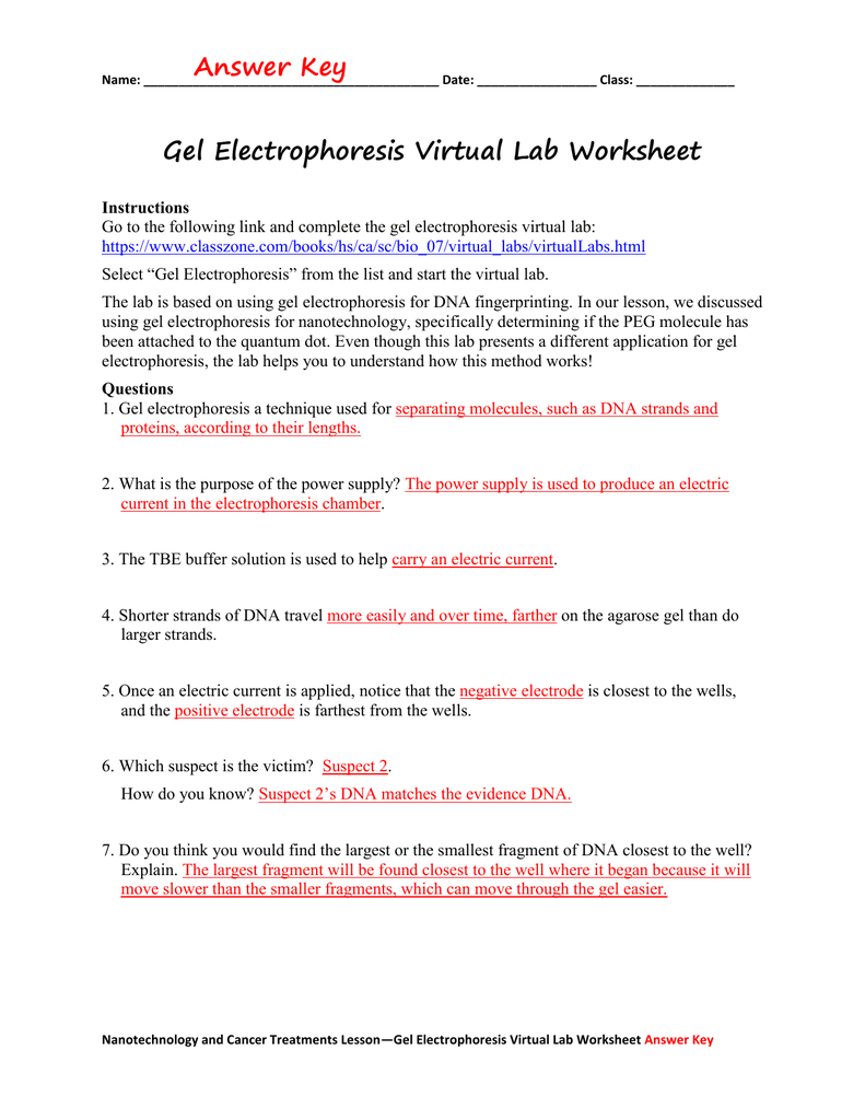 Gel Electrophoresis Worksheet Answers Pro Worksheet