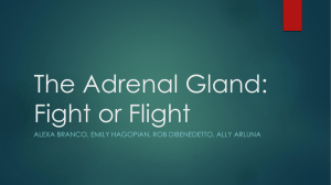 The Adrenal Gland: An Inside Look at Our Minds