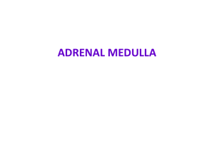 ADRENAL MEDULLA 6