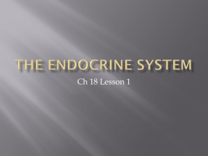 The Endocrine system