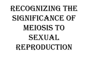 The Process of Meiosis