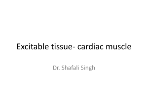 Excitable tissue - cardiac muscle