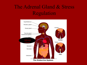 The Adrenal Gland & Stress Regulation