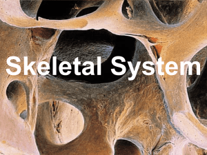 SKELETAL SYSTEM BONES & JOINTS