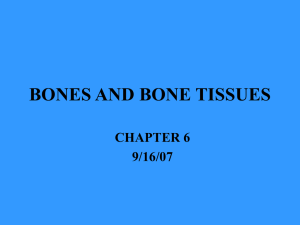BONES AND BONE TISSUES