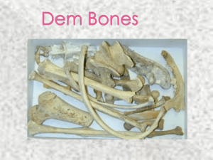 Compact bone