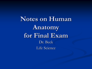 Notes on Human Anatomy for Final Exam