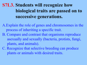 PowerPoint Presentation - Meiosis