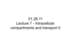 01.27.06 Lecture 7 - Intracellular compartments and transport II