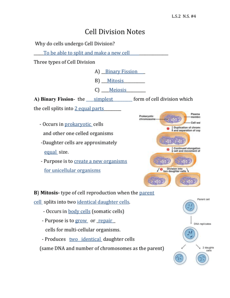 Identical Daughter Cells
