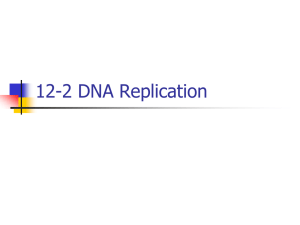 12-2 DNA Replication