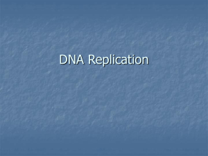 DNA Replication - St. Robert CHS