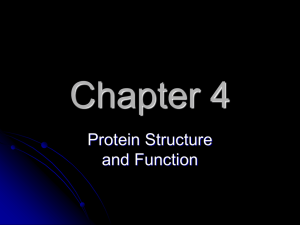 Protein Structure & Function